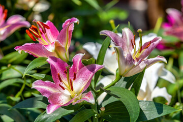 Obraz premium Stargazer Lily Flowers