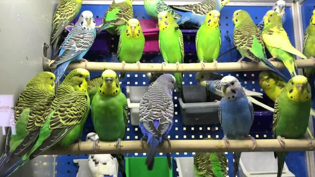 Funny budgerigar. Cute green budgie pa parrot sits in a cage and plays with a mirror. Funny tamed pet bird and her toys. Cage with many multicolored budgies from inside.