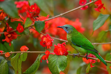 The bird resting on the branch is the female Orange-bellied Leafbird
