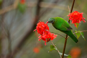 The bird resting on the branch is the female Orange-bellied Leafbird
