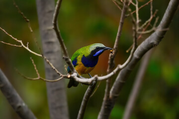 The bird resting on the branch is the male Orange-bellied Leafbird
