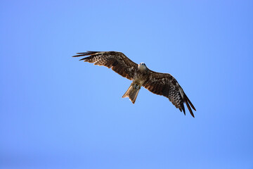 Black-eared Kite (Milvus migrans lineatus) flying in blue Sky
