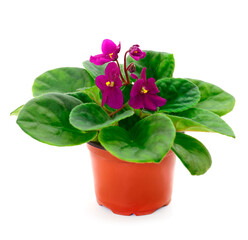  Saintpaulia in a pot.