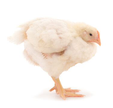 One chicken or young broiler chickens.