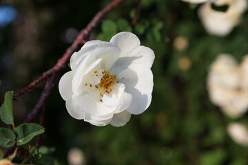 A close up of double flower of white briar (dog rose) in a garden on a sunny morning, space for text