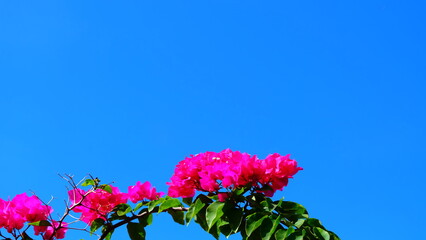 Fresh bougainvilleas on blue sky background