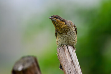 The bird resting on the tree trunk is the Eurasian wryneck
