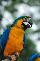 Close-up of a blue-and-yellow Macaw
