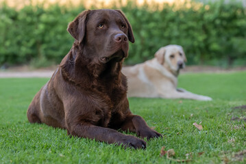Alert brown Labrador retriever dog resting on green grass with white Labrador in background.