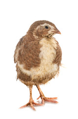 japanese quail in studio