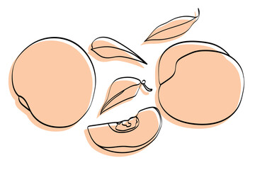 Vector illustration of a peach. Image on a white background.