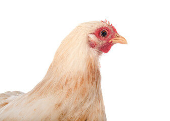 pekin chicken