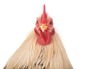 pekin chicken in studio