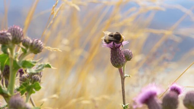 abeja alimentadose de flores a camara lenta