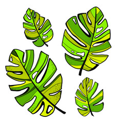 monstera leaves on isolated background, vector graphics.  Large green leaves in different directions with black outlines