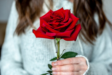 A woman in a warm sweater is holding in her hands a red rose. Concept of Valentine's day and...