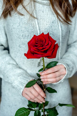 A woman in a warm sweater is holding in her hands a red rose. Concept of Valentine's day and romantic mood. Closeup