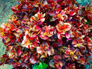 Topview of Acalypha wilkesiana
