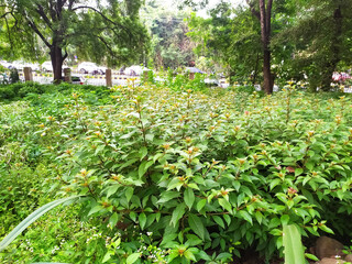 Hamelia patens is a large perennial shrub or small tree in the coffee family, Rubiaceae. Common names include firebush, hummingbird bush, scarlet bush, and redhead.