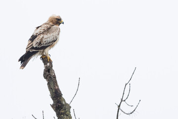 Booted Eagle - Zwergadler - Hieraaetus pennatus, Spain (Andalucia), adult, pale morph