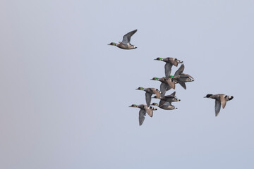 Falcated Duck, Mareca falcata