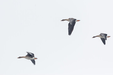 Taiga bean goose - Wald-Saatgans - Anser fabalis fabalis, Germany (Brandenburg)