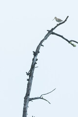 Swinhoe's Snipe - Waldbekassine - Gallinago megala, Russia (Burjatia), adult, breeding plumage, displaying