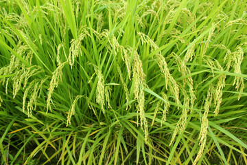 summer Green rice field.