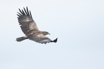 Lesser Spotted Eagle - Schreiadler - Clanga pomarina, Romania, adult