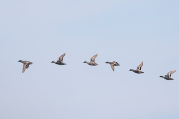 Falcated Duck, Mareca falcata