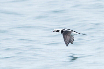 Long-tailed Duck - Eisente - Clangula hyemalis, Germany (Mecklenburg-Vorpommern), adult, male