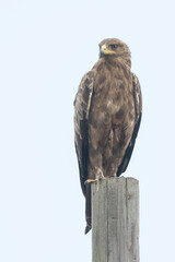 Lesser Spotted Eagle - Schreiadler - Clanga pomarina, Romania, adult