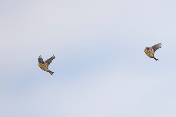 Twite - Berghänfling - Carduelis flavirostris ssp. flavirostris, Germany (Niedersachsen), migrating