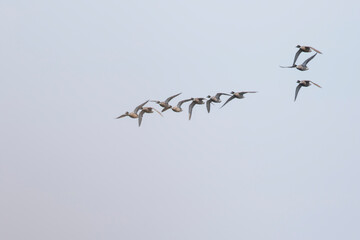 Falcated Duck, Mareca falcata