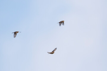 Twite - Berghänfling - Carduelis flavirostris ssp. flavirostris, Germany (Niedersachsen), flock, migrating