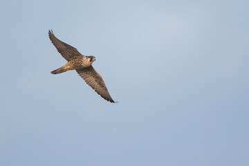 Peregrine Falcon - Wanderfalke - Falco peregrinus ssp. peregrinus, Germany (Niedersachsen), 1st cy