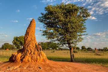 large termite mound in typical african landscape with termite in Namibia, North region near Ruacana Fall. Africa wilderness. - obrazy, fototapety, plakaty