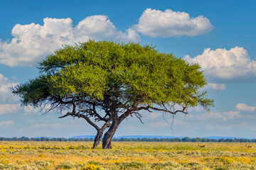 Yellow blooming savanna - blooming Kalahari desert with alone green acacia tree after rain season, South Africa wilderness landscape - obrazy, fototapety, plakaty
