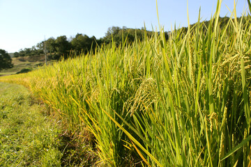 Obraz premium summer Green rice field.