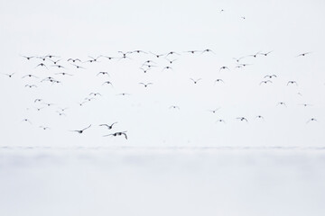 Oystercatcher - Austernfischer - Haematopus ostralegus ostralegus, Germany (Schleswig Holstein)