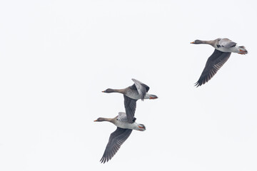 Taiga bean goose - Wald-Saatgans - Anser fabalis fabalis, Germany (Brandenburg)