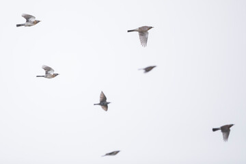 Fieldfare - Wacholderdrossel - Turdus pilaris, Germany (Niedersachsen), migrating