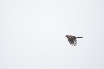 Obraz premium Fieldfare - Wacholderdrossel - Turdus pilaris, Germany (Niedersachsen), migrating, adult