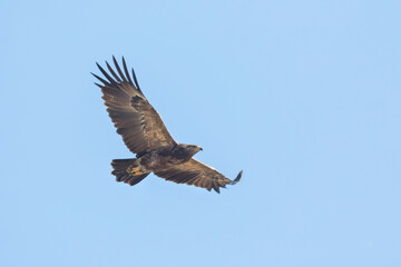 Lesser Spotted Eagle - Schreiadler - Clanga pomarina, Romania, adult