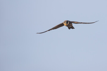 Eurasian Hobby - Baumfalke - Falco subbuteo ssp. subbuteo, Germany (Lower Saxony), 1st cy