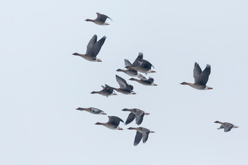 Taiga bean goose - Wald-Saatgans - Anser fabalis fabalis, Germany (Brandenburg), with Tundra bean goose
