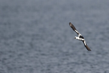 Smew - Zwergsäger - Mergellus albellus, Germany, adult male