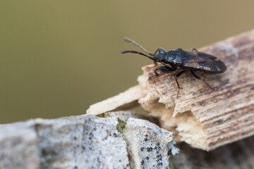 Macro image of an insect in Germany