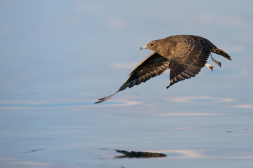 Arctic Jaeger - Schmarotzerraubmöwe - Stercorarius parasiticus, Germany (Baden-Württemberg), 1st cy