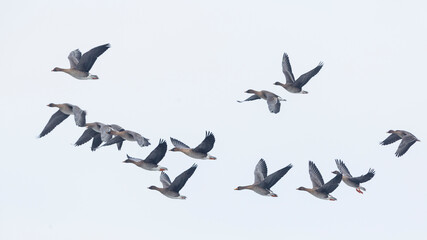 Taiga bean goose - Wald-Saatgans - Anser fabalis fabalis, Germany (Brandenburg), with Tundra bean goose